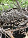 Mangrove Roots: Part of the trail in the Caravelle Park ran through really thick mangrove groves.